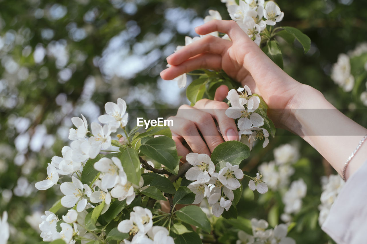 cropped hand of woman holding white flowers
