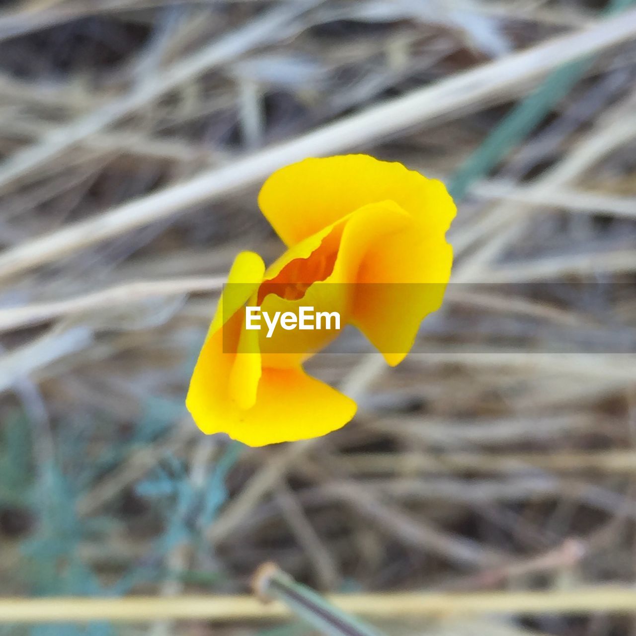 CLOSE-UP OF YELLOW FLOWERS