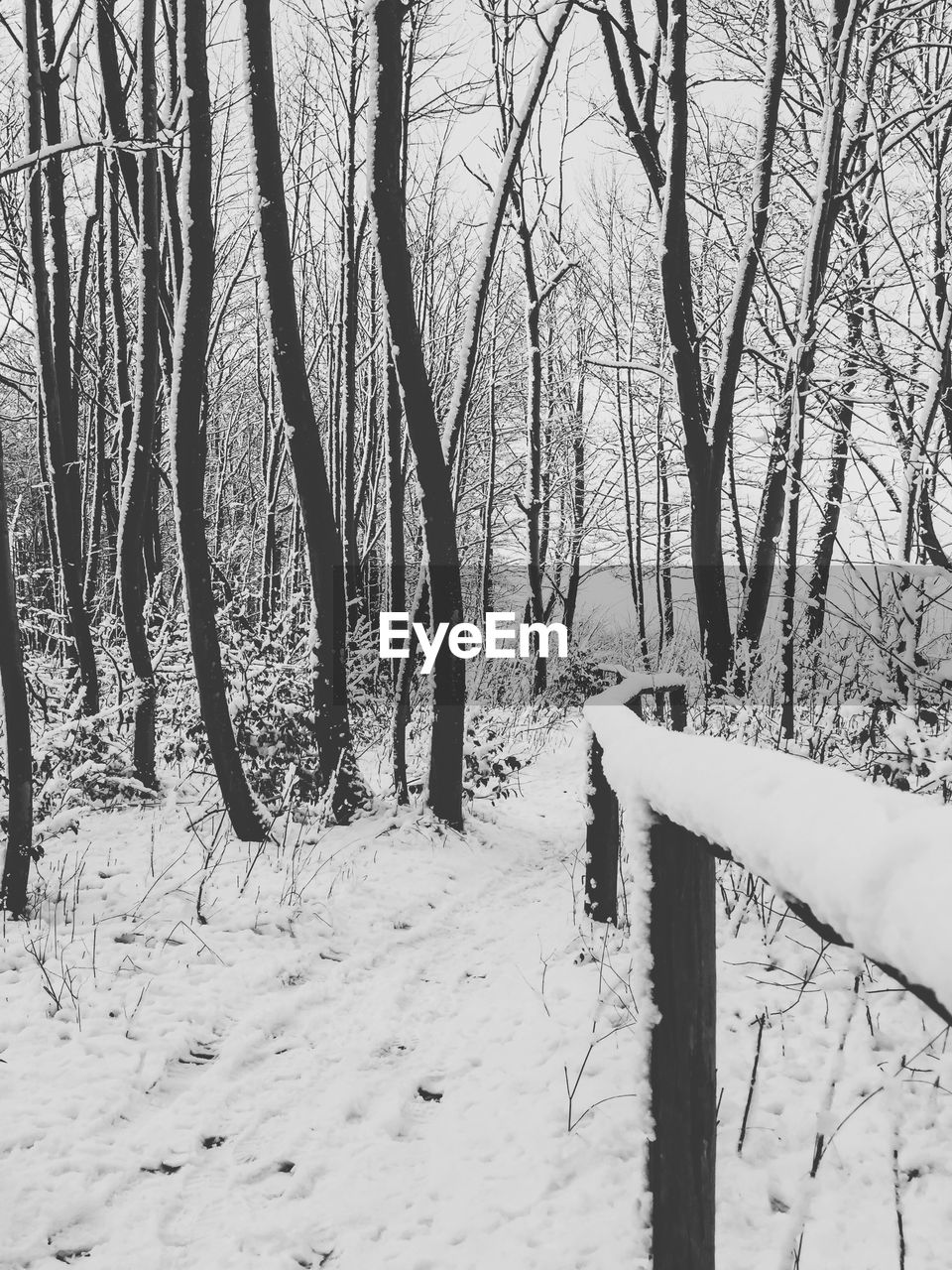 Bare trees on snow covered landscape