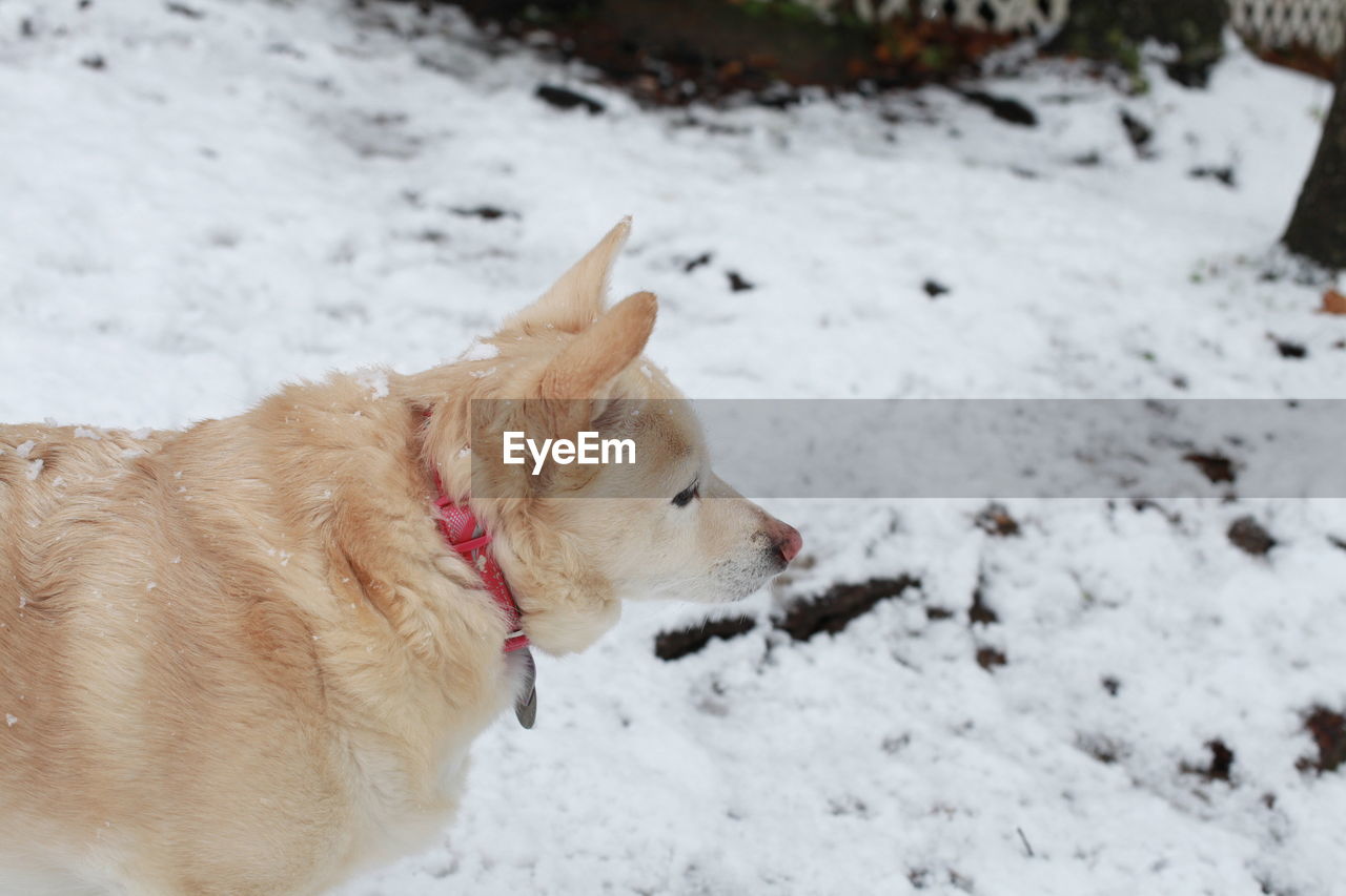 White dog navigating through snowy ground