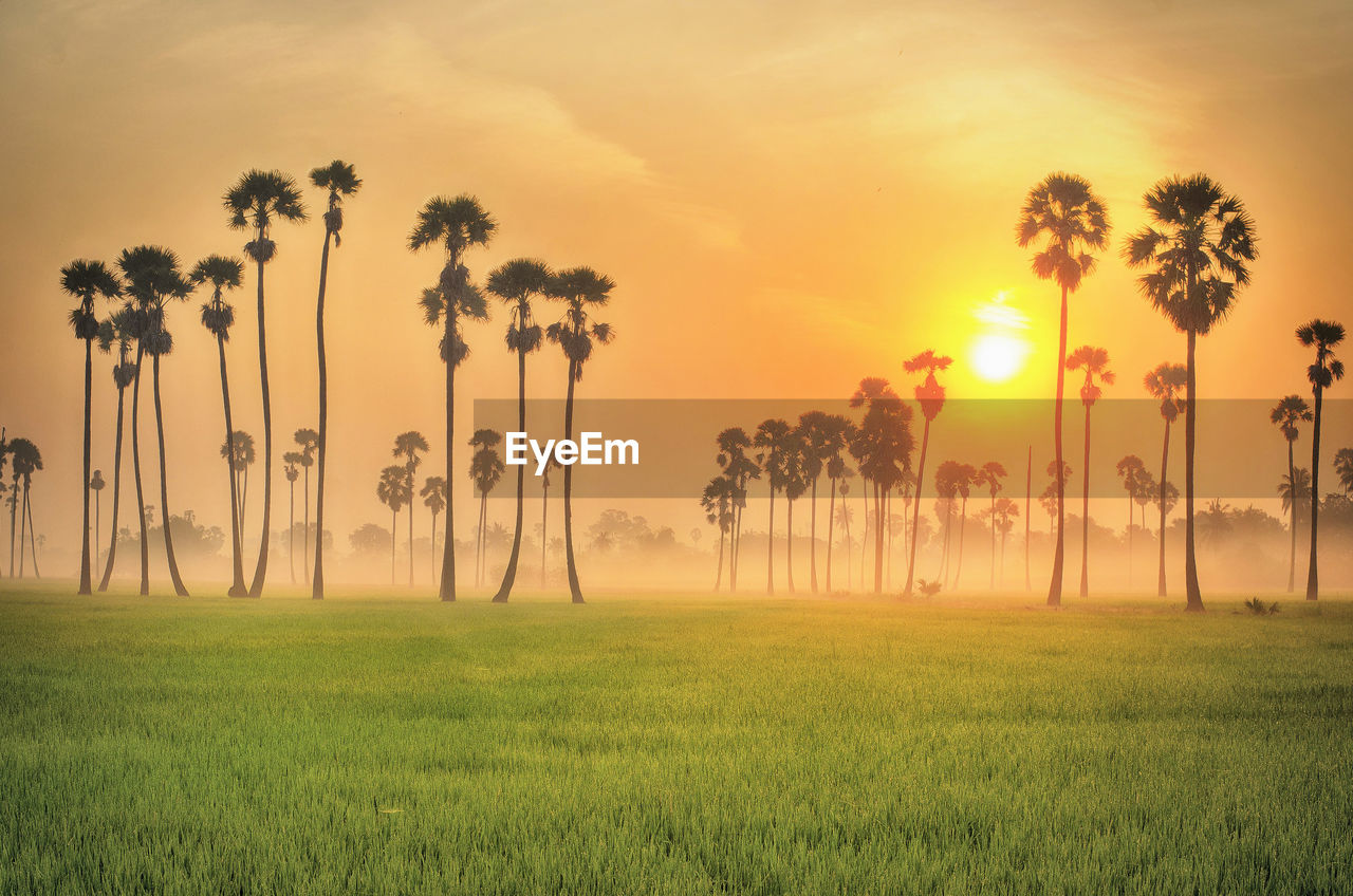 TREES ON FIELD AGAINST ORANGE SKY