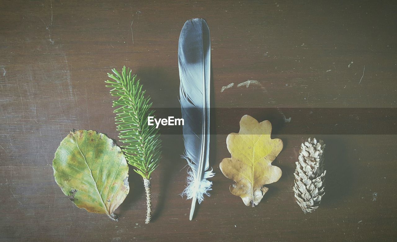 High angle view of leaves and feathers on table