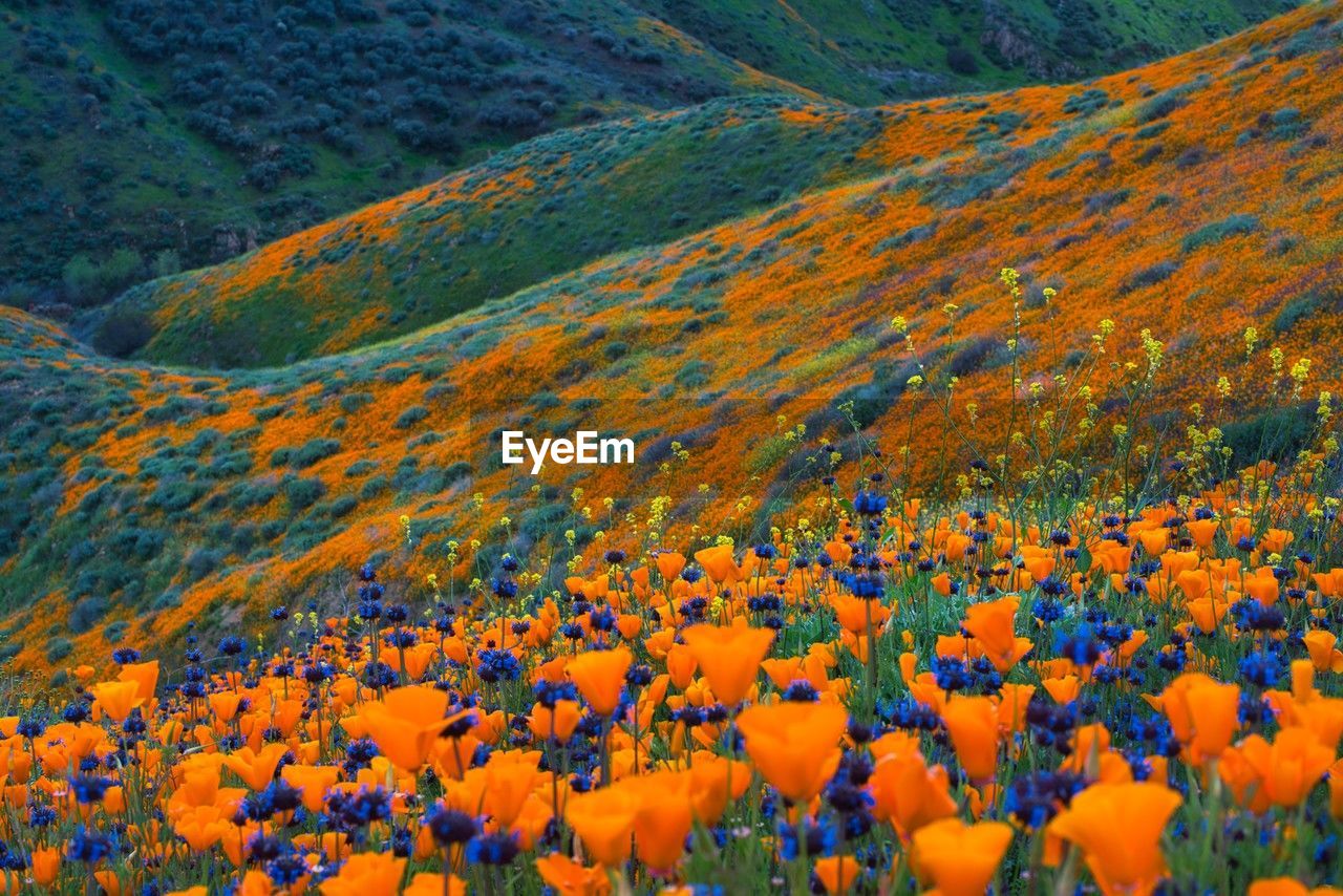 beauty in nature, landscape, flower, plant, environment, land, scenics - nature, nature, field, flowering plant, no people, mountain, multi colored, tranquility, rural scene, tranquil scene, orange color, yellow, growth, day, non-urban scene, meadow, wildflower, idyllic, outdoors, agriculture, freshness, vibrant color, autumn, travel destinations, backgrounds, high angle view, grassland, abundance, plateau, travel