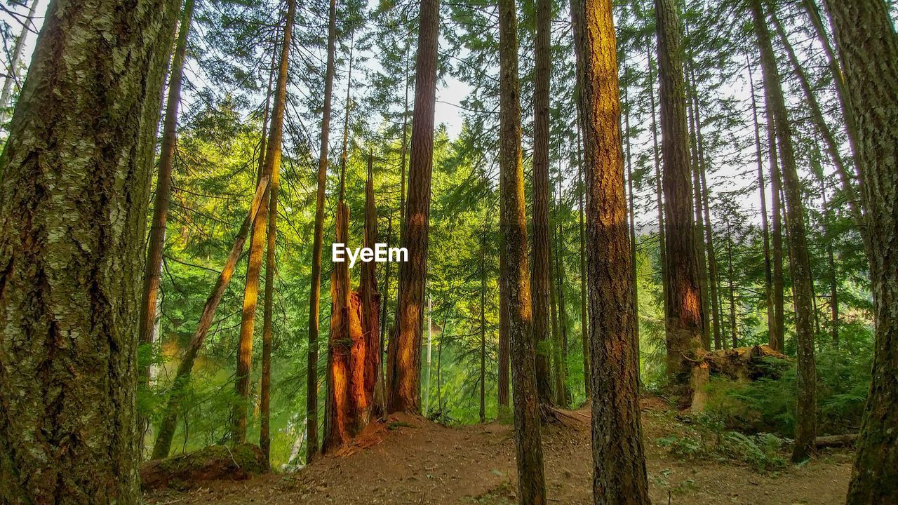 Pine trees in forest