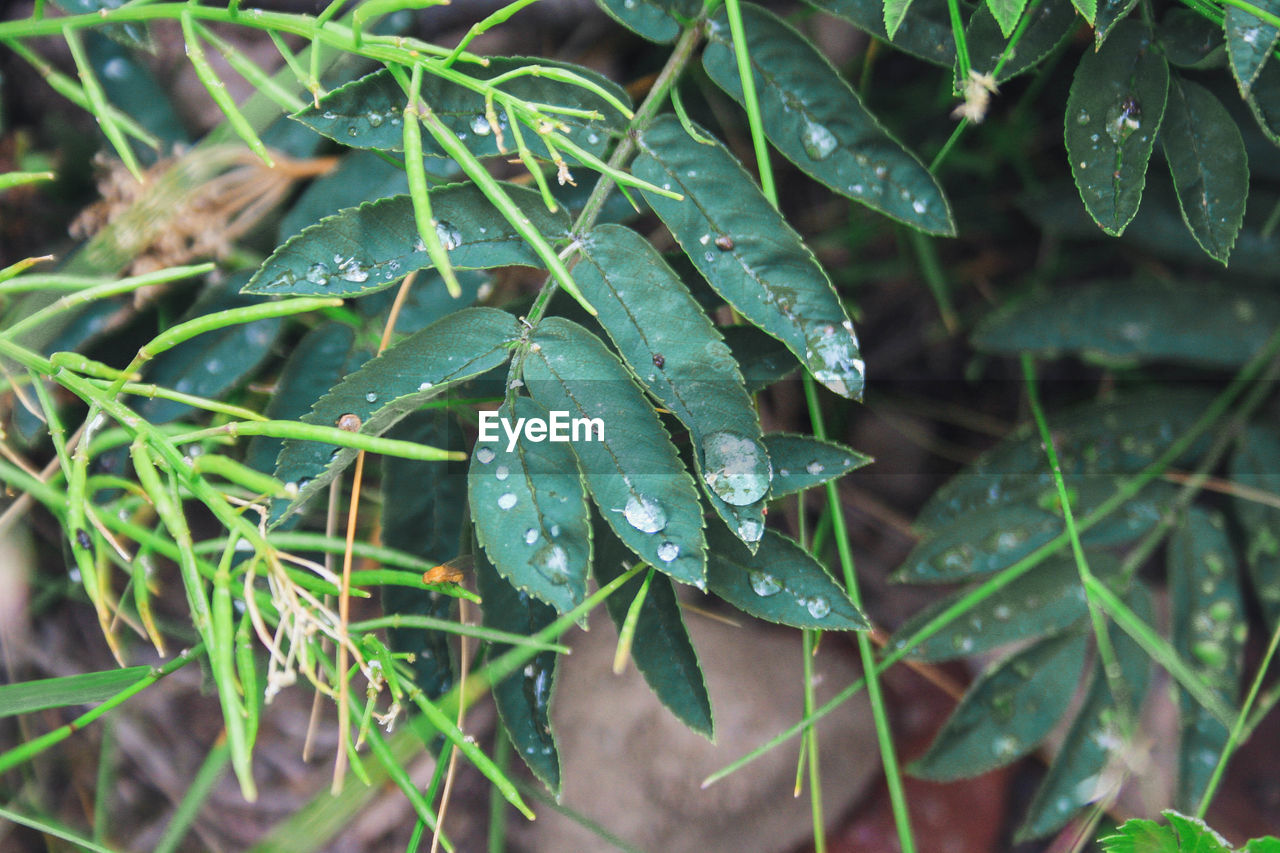 CLOSE-UP OF WET PLANT LEAVES