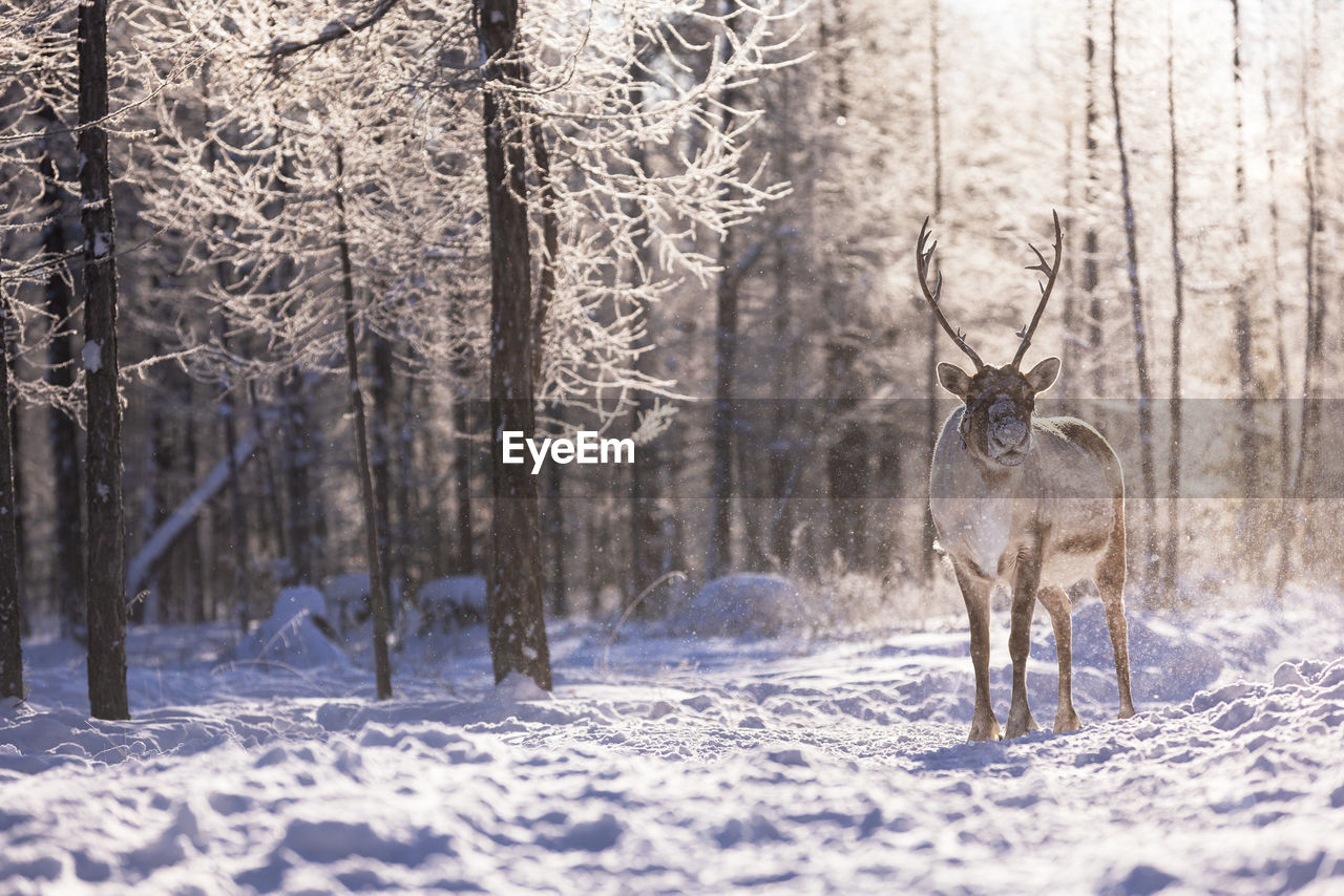 deer on snow covered landscape