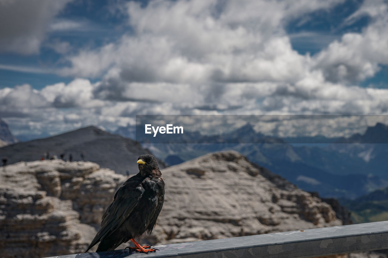 Bird perching on a mountain