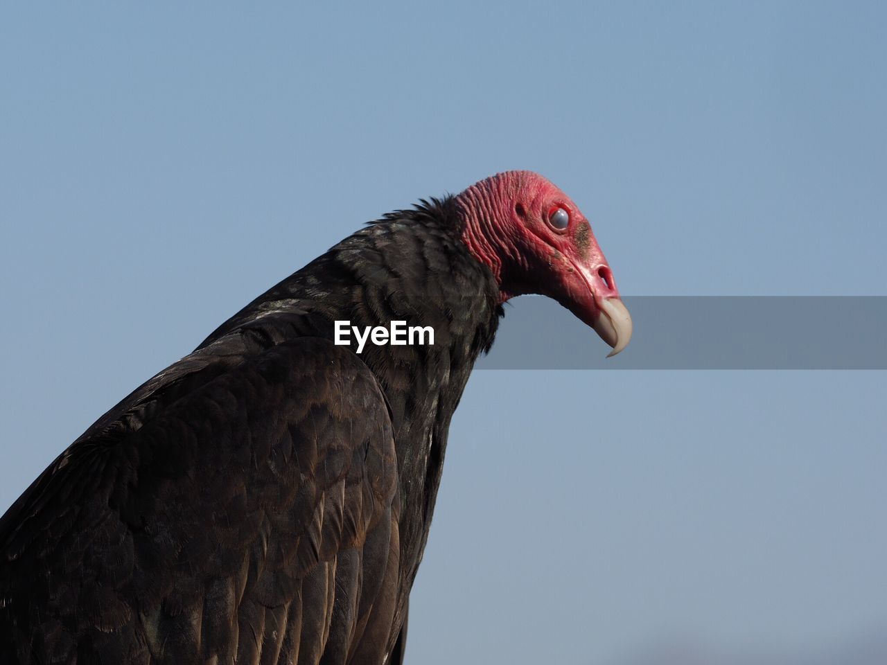 Side view of vulture against sky 
