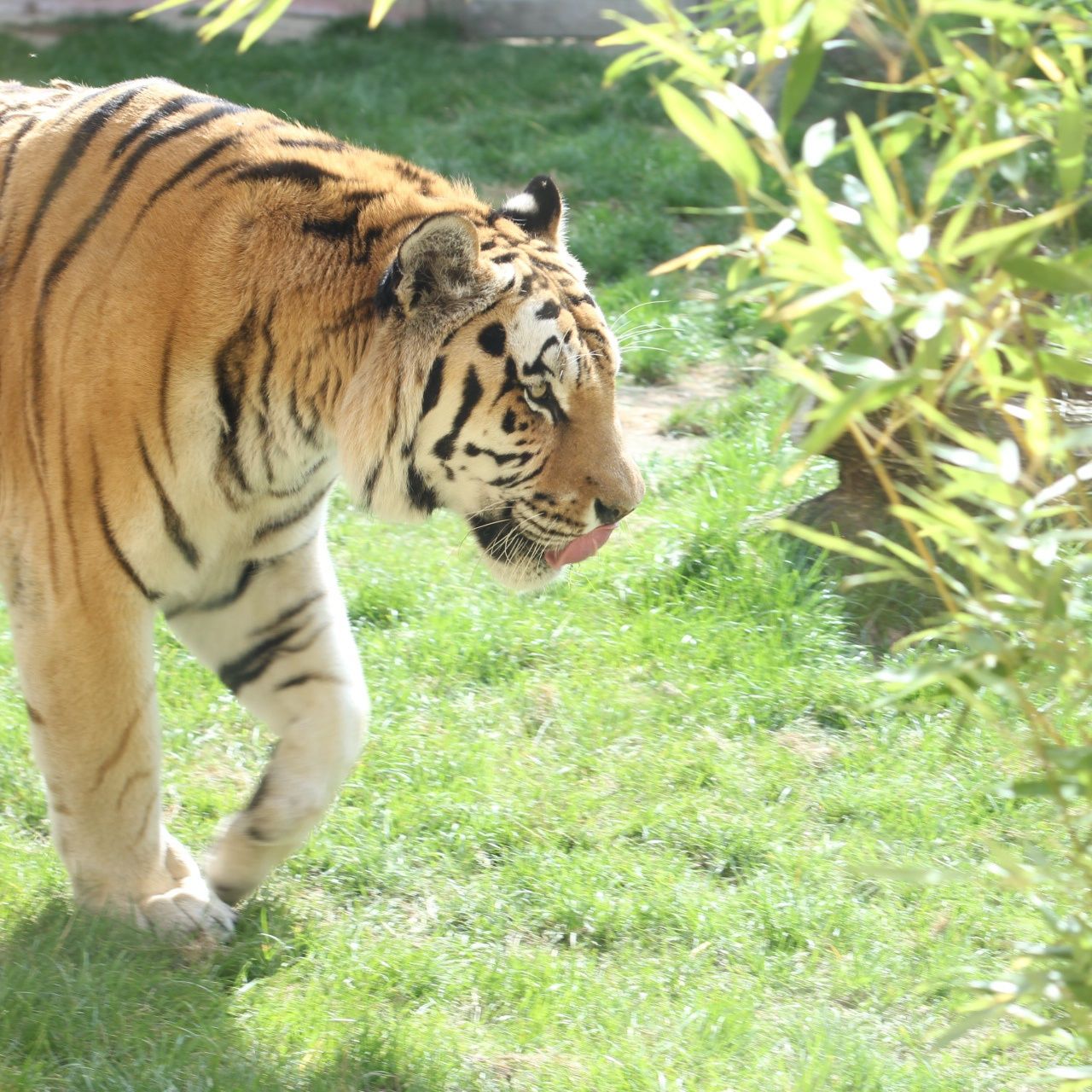 Tiger walking on grassy field