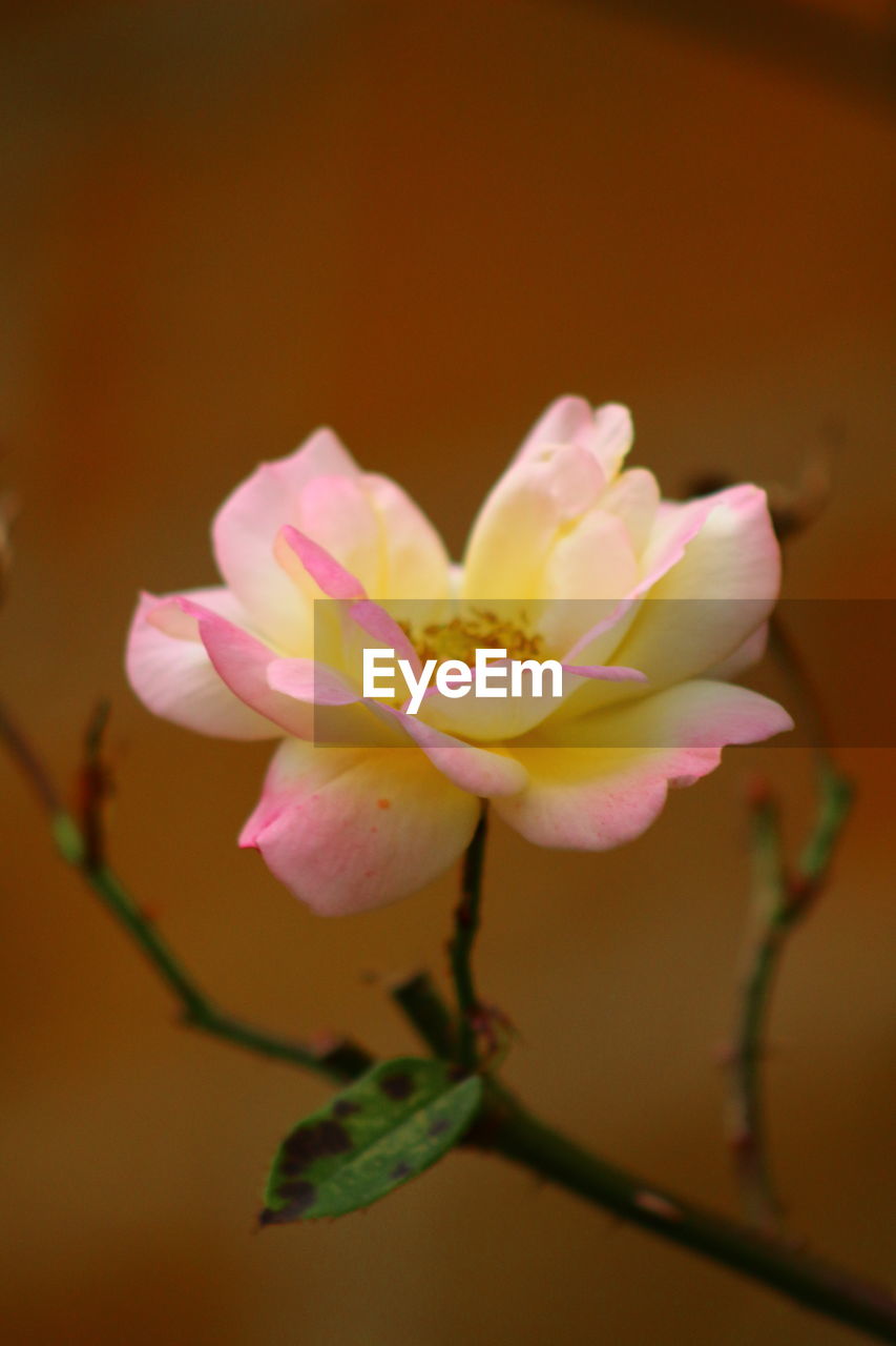 CLOSE-UP OF PINK FLOWER