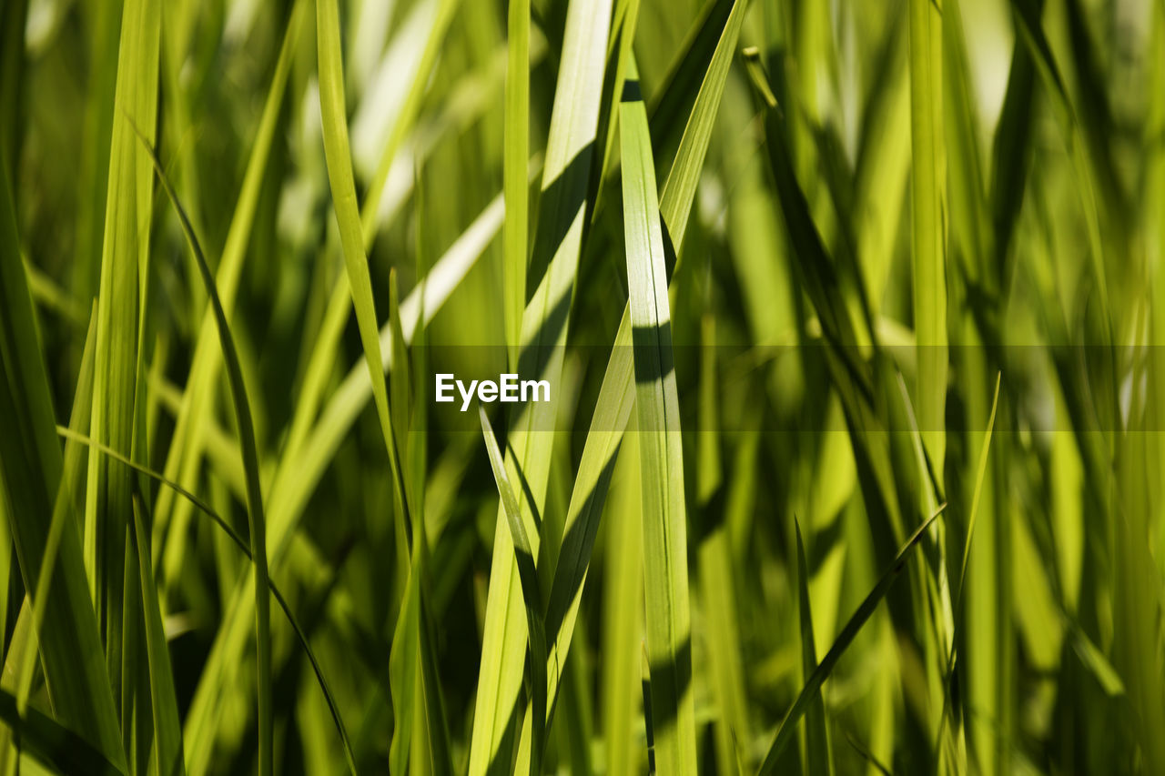 Dense vegetation of grass at beach edge