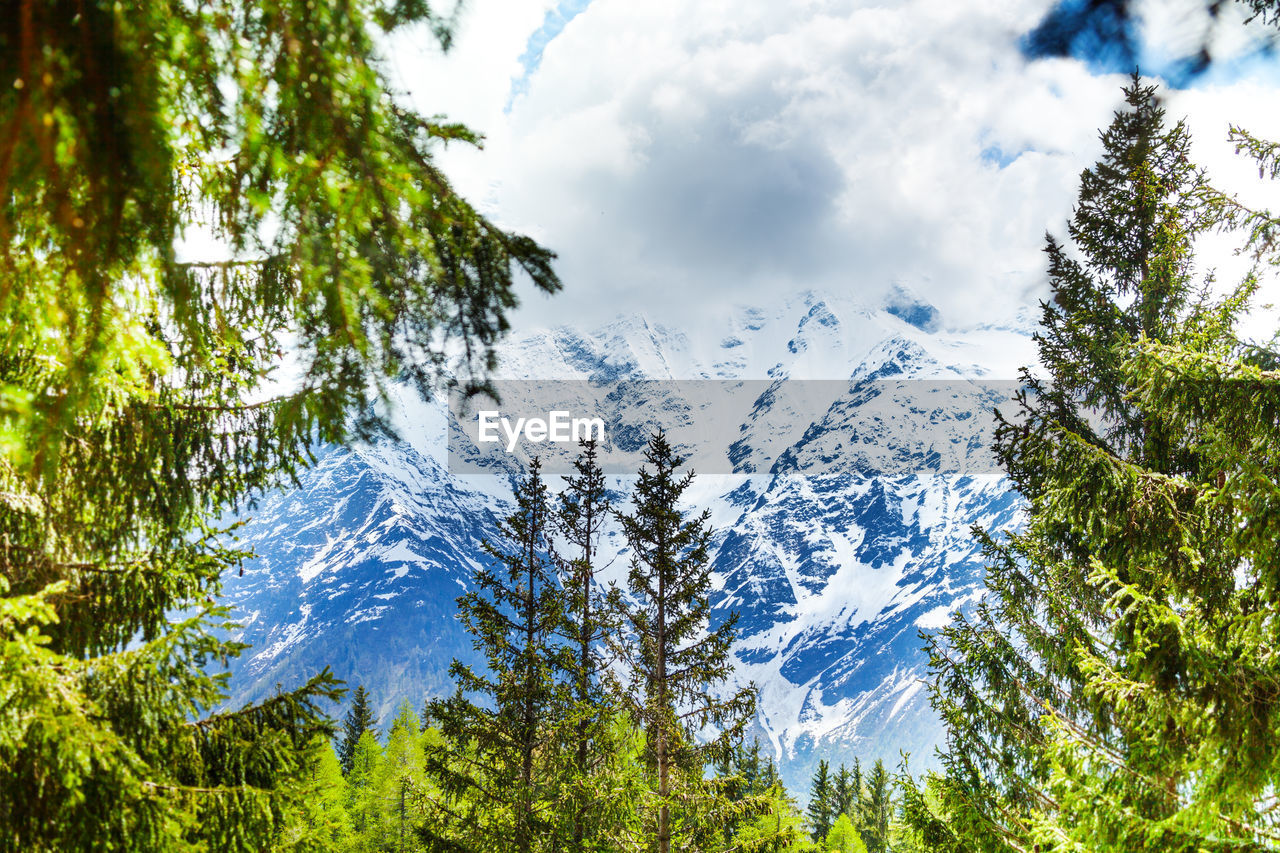 Panoramic view of pine trees and mountains against sky
