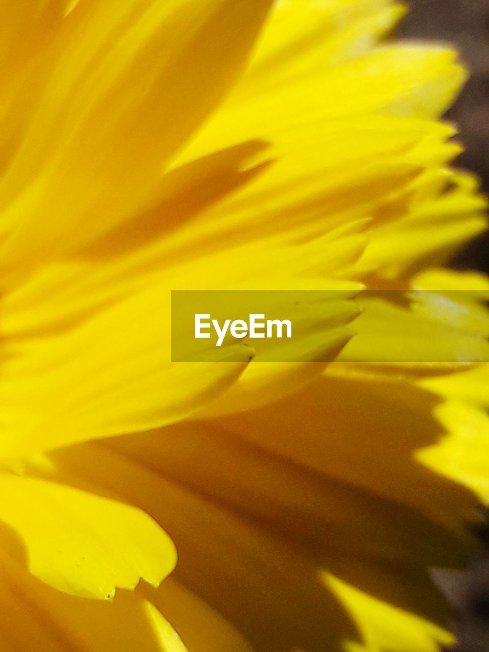 CLOSE-UP OF YELLOW FLOWER POLLEN