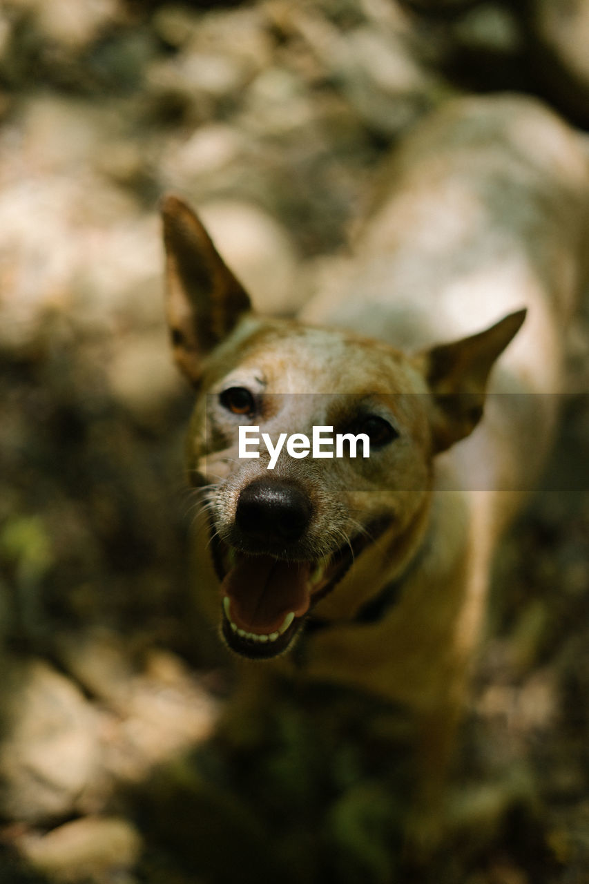 CLOSE-UP PORTRAIT OF DOG