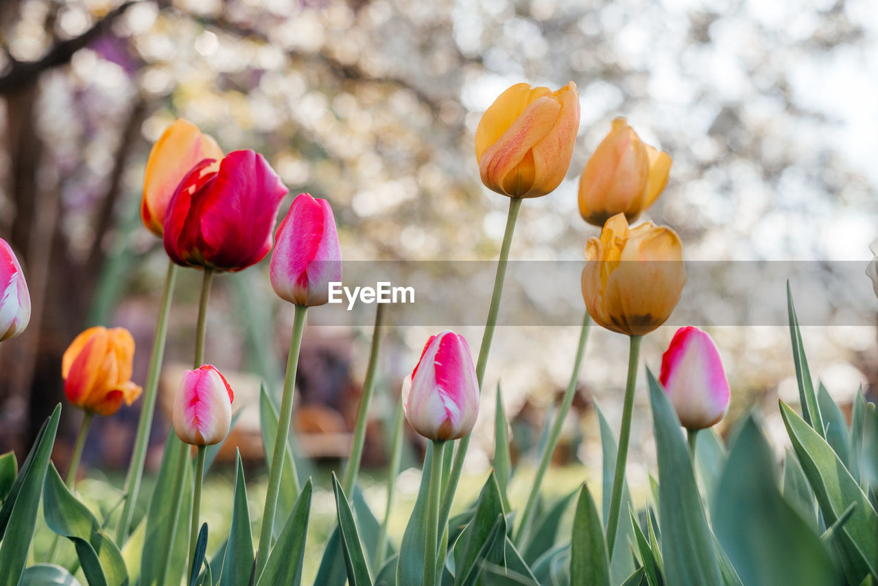 plant, flower, flowering plant, beauty in nature, nature, freshness, growth, springtime, close-up, tulip, pink, multi colored, fragility, no people, focus on foreground, blossom, tree, field, grass, petal, outdoors, flower head, sky, spring, landscape, land, green, plant stem, inflorescence, plant part, environment, leaf, yellow, day, red, selective focus, sunlight, botany, flowerbed, tranquility, purple, garden, meadow, non-urban scene