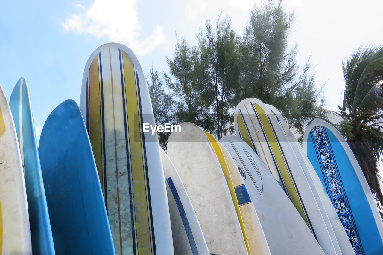 Rental surfboards against trees