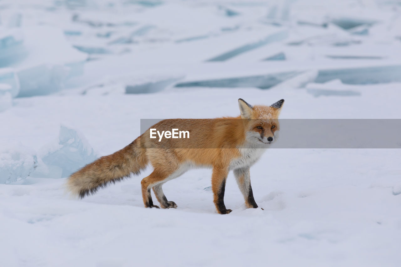 animal, animal themes, snow, mammal, winter, fox, one animal, cold temperature, animal wildlife, wildlife, red fox, nature, no people, portrait, carnivore, full length, animals hunting, pet, side view, outdoors, domestic animals, environment, looking at camera, walking, coyote, beauty in nature