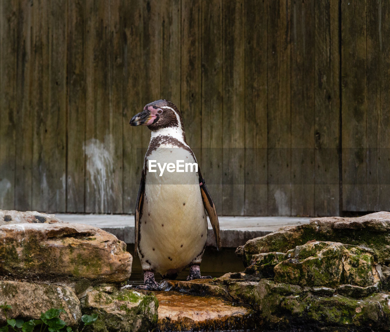 Close-up of humboldt penguin perching on rock