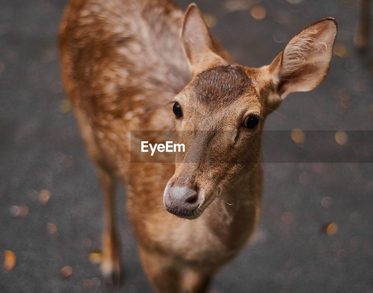 HIGH ANGLE VIEW PORTRAIT OF DEER