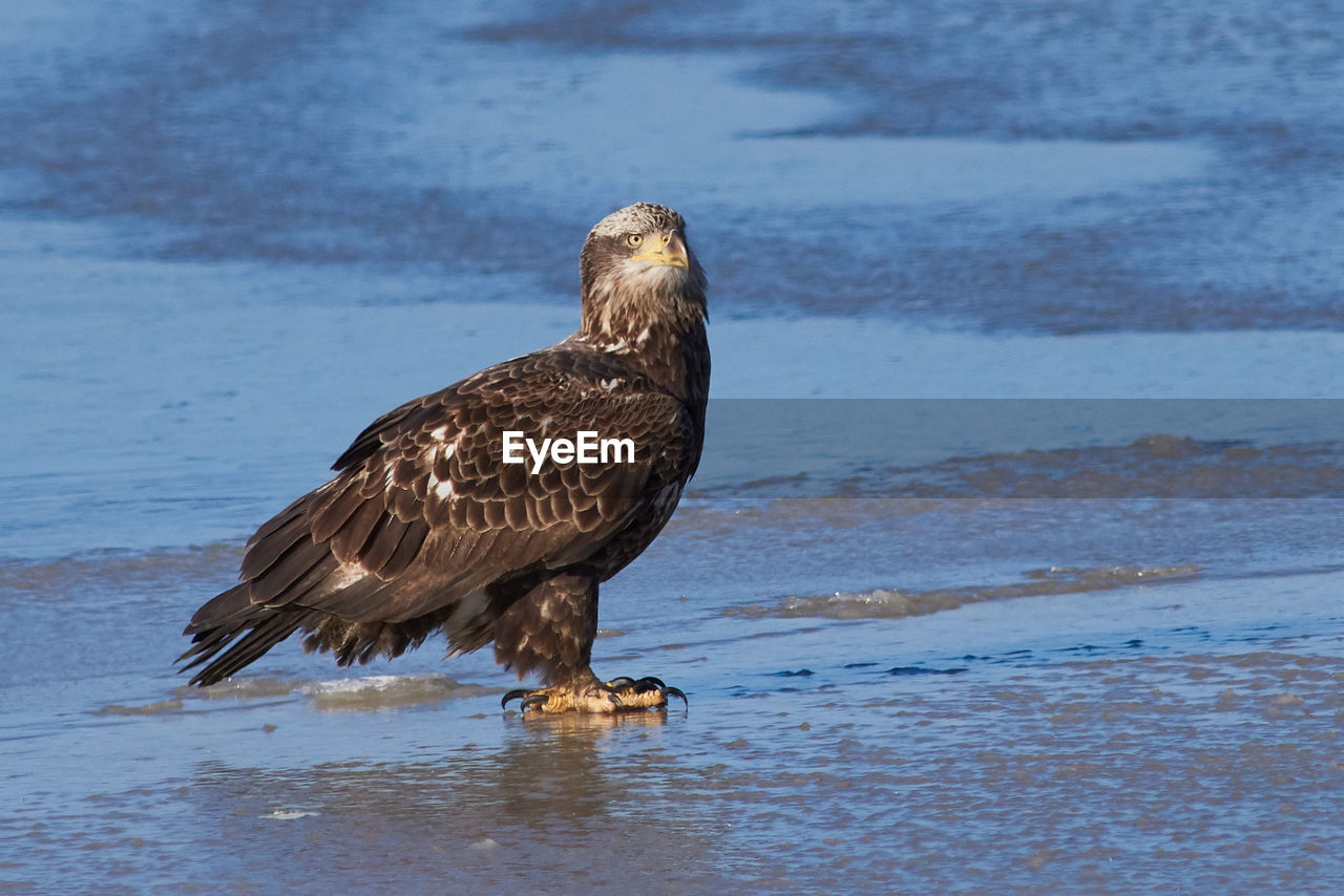 BIRD PERCHING ON A ROCK