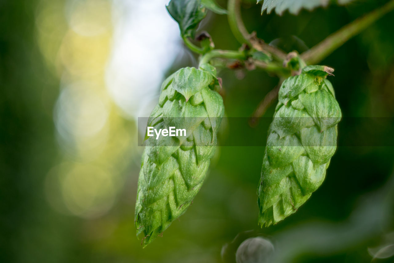 CLOSE-UP OF FRESH GREEN PLANT