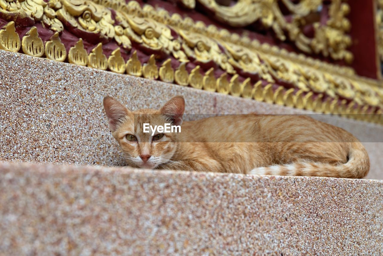 PORTRAIT OF TABBY CAT LYING ON CARPET