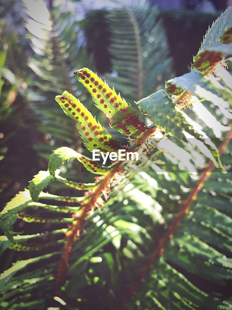 Close-up of fern on tree