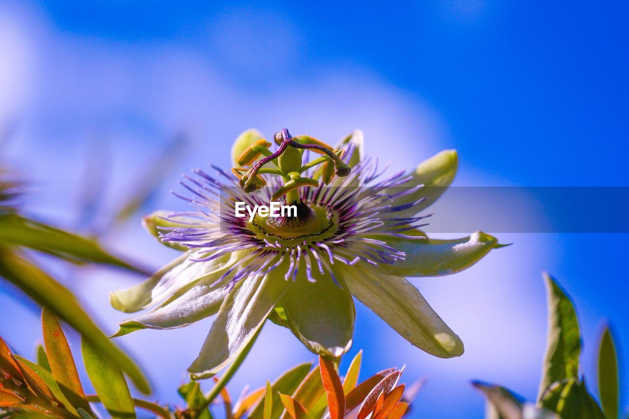 Close-up of daisy flower against clear sky