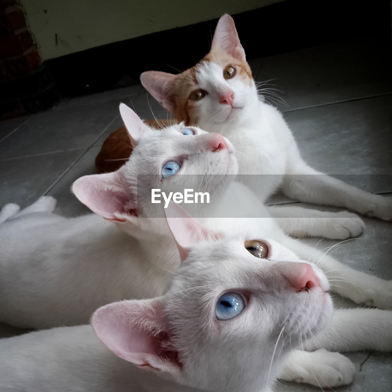 Close up of cats looking up