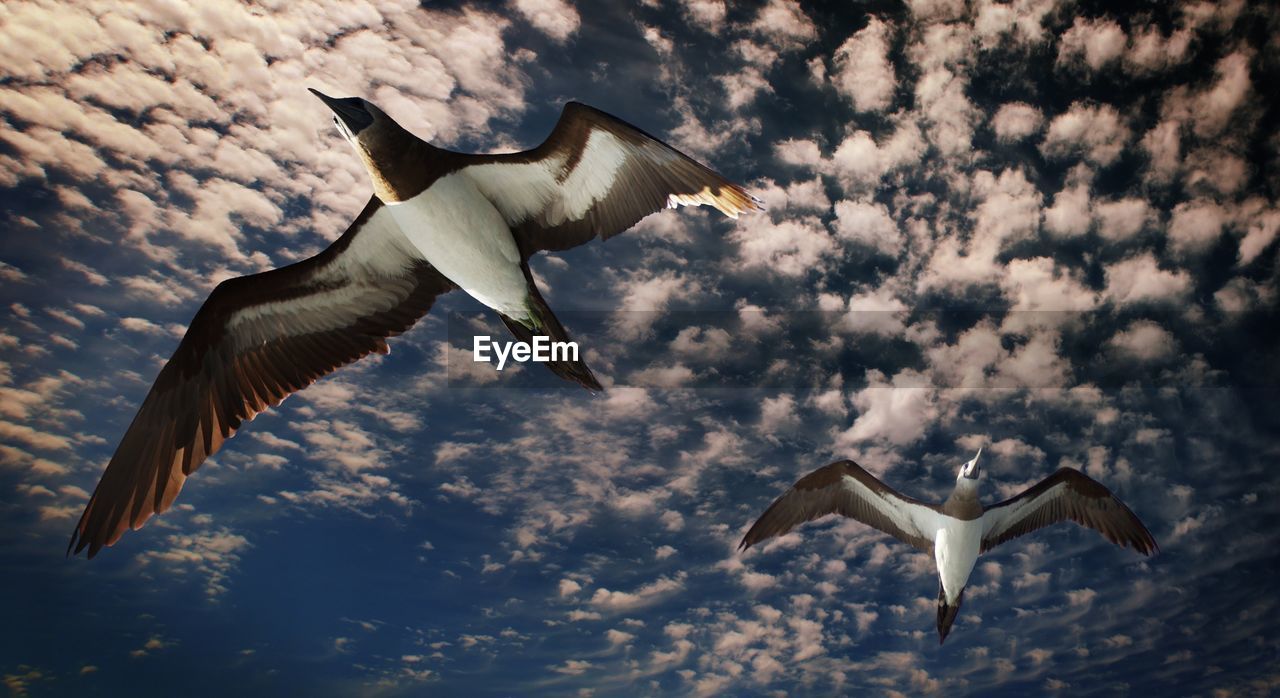 LOW ANGLE VIEW OF SEAGULL FLYING