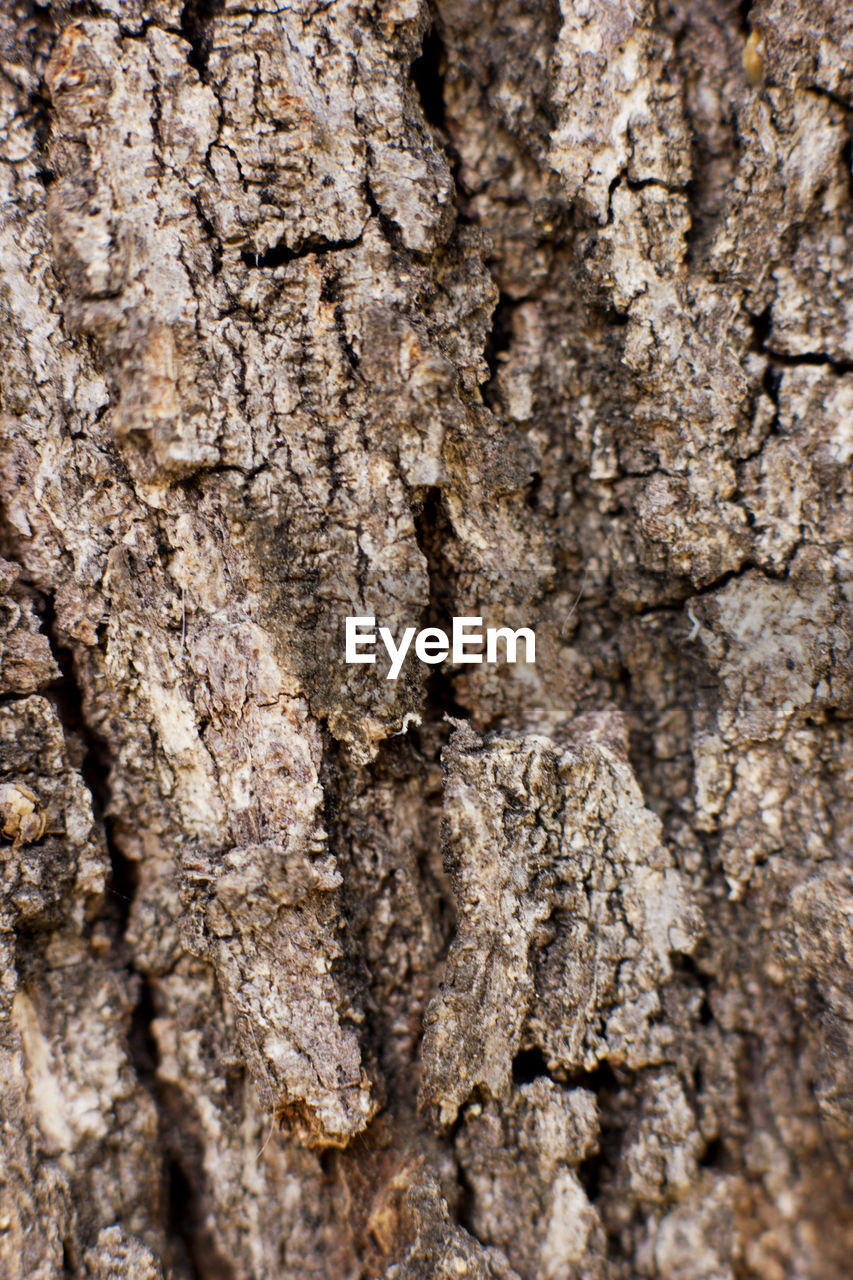 Full frame shot of tree trunk