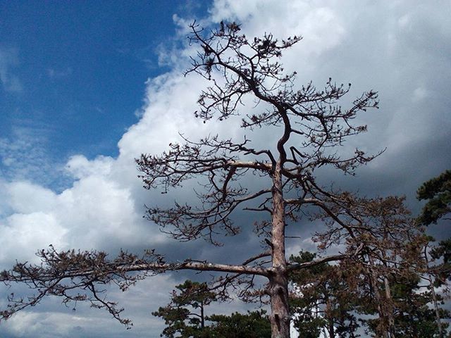 LOW ANGLE VIEW OF TREES AGAINST CLOUDY SKY