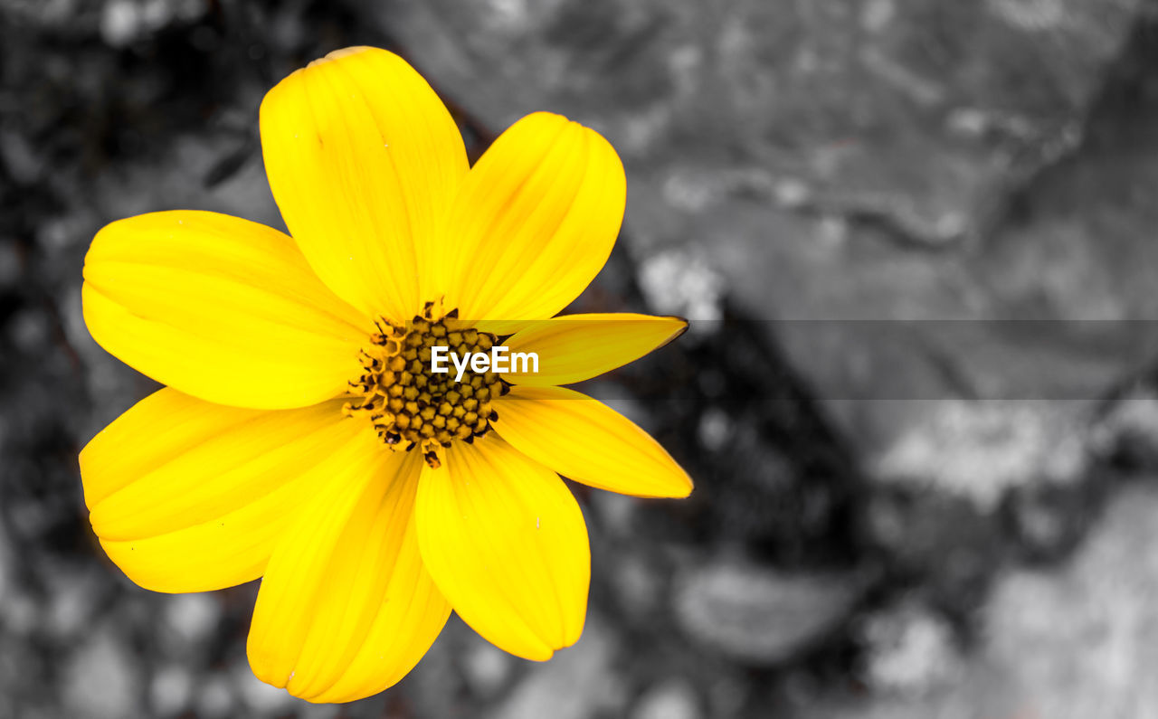 CLOSE-UP OF YELLOW FLOWER AGAINST BLURRED BACKGROUND