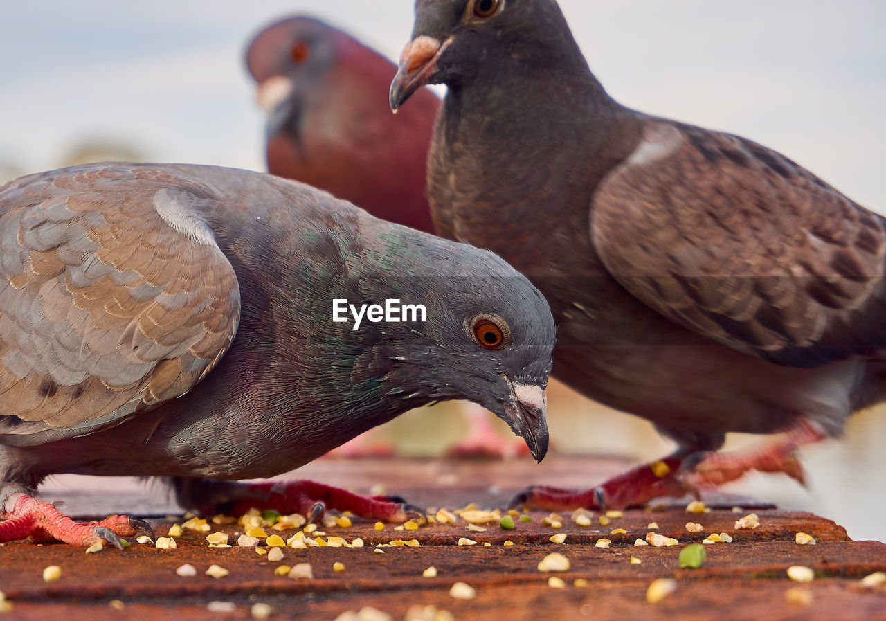 CLOSE-UP OF BIRDS EATING OUTDOORS