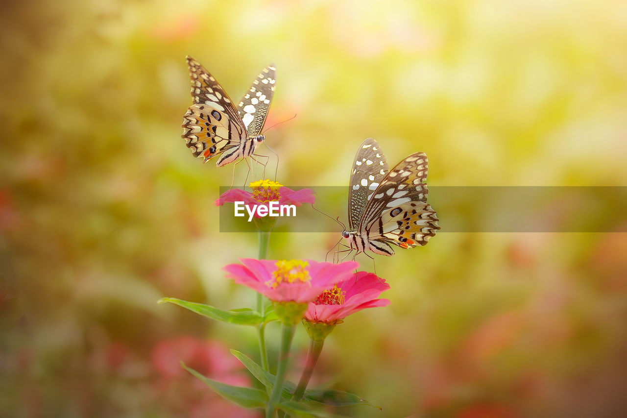 Close-up of butterfly pollinating on pink flower