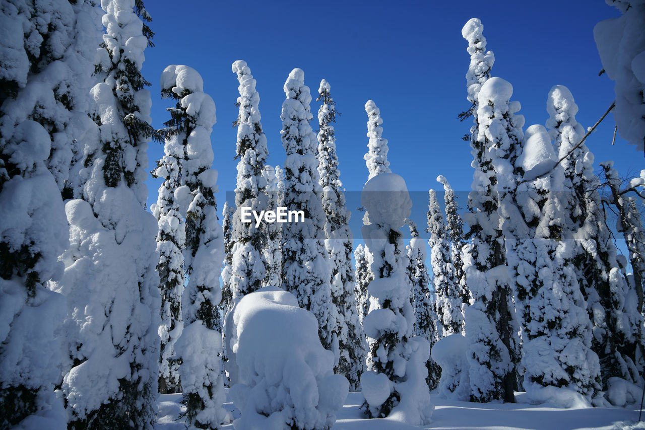 Low angle view of snow covered trees against blue sky