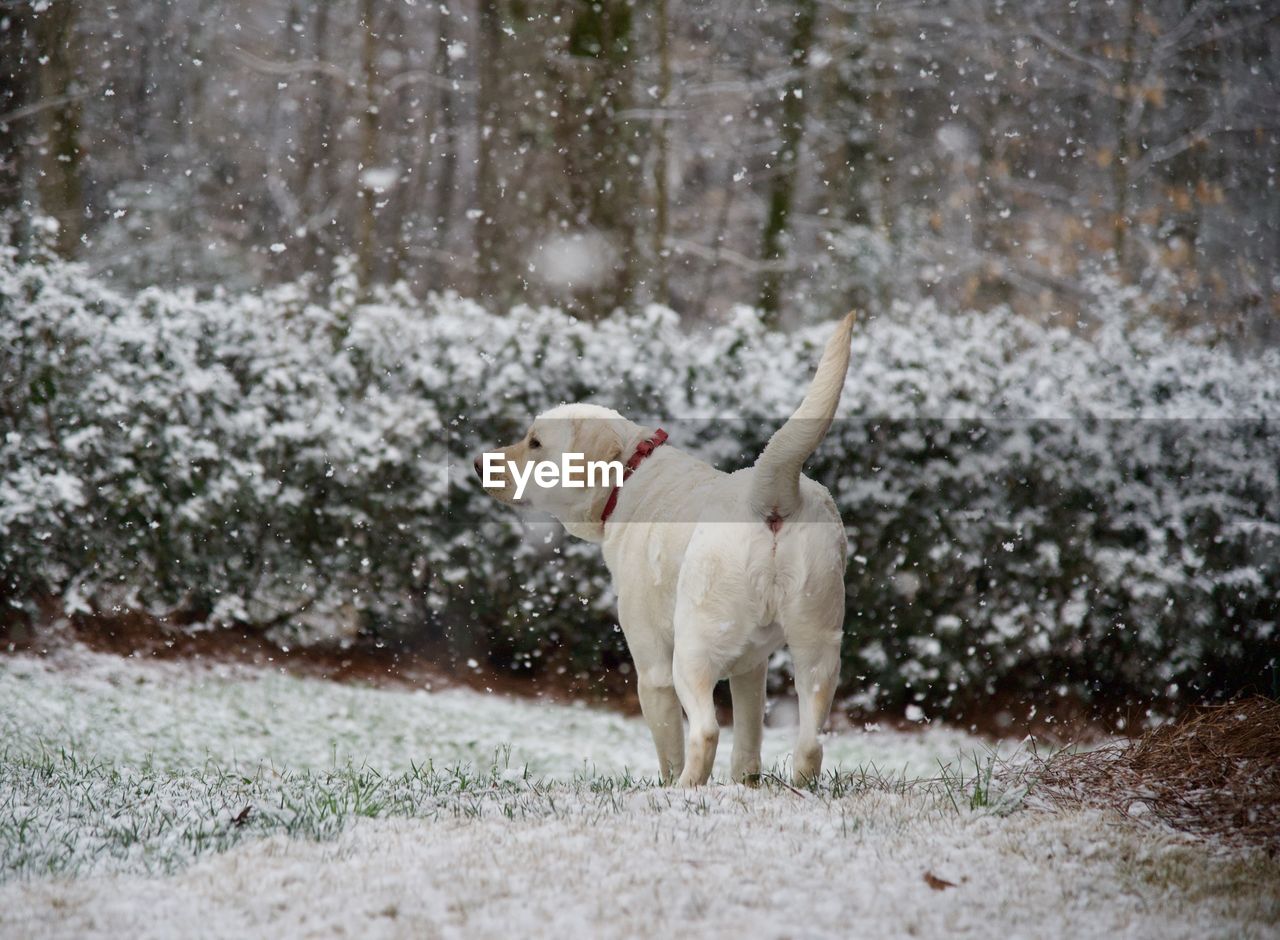 Dog standing on snow covered landscape