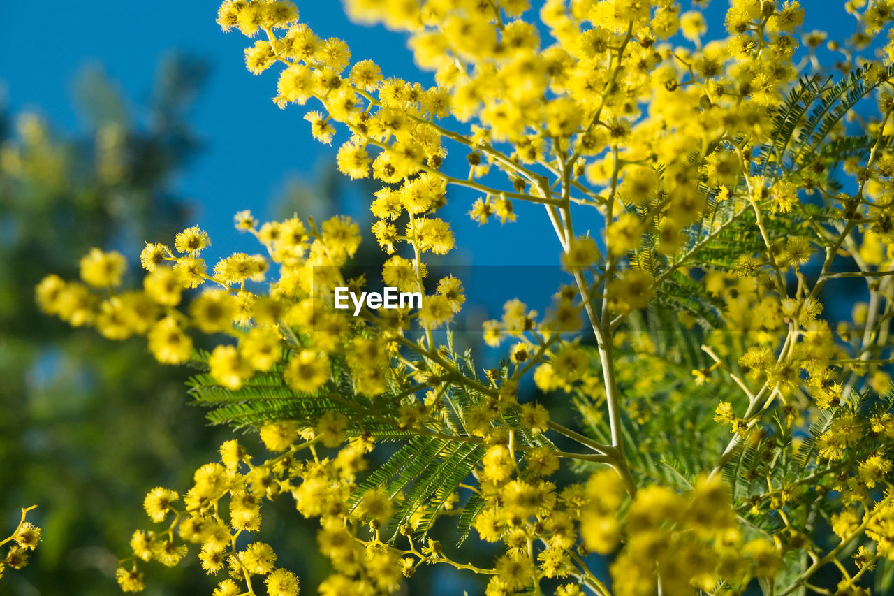 Close-up of yellow flowering plant