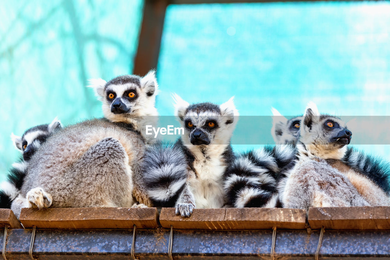 Low angle view of lemurs sitting in cage