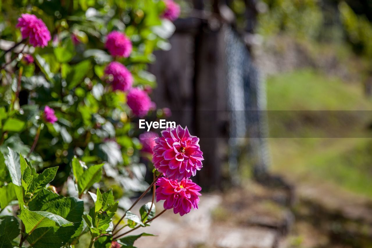 CLOSE-UP OF PINK FLOWER