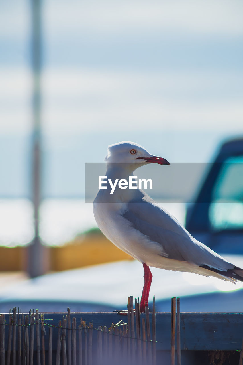 Close-up of seagull perching on wooden post