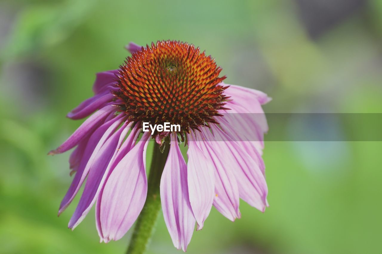 Close-up of purple coneflower