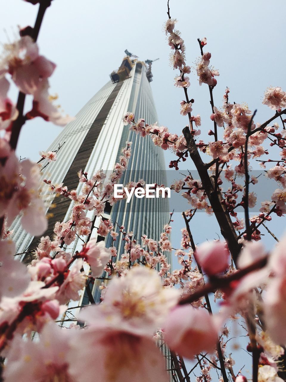 Low angle view of cherry blossom blooming by lotte world tower