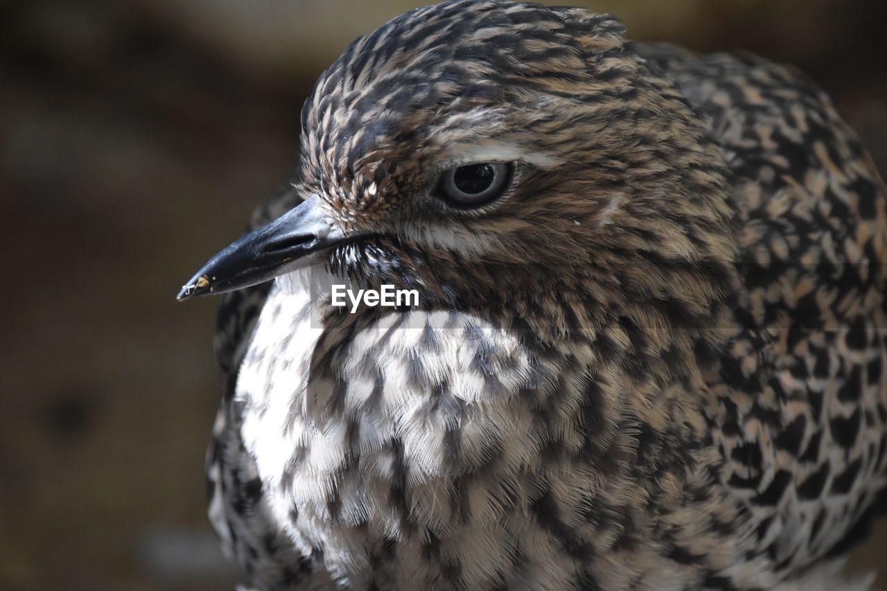 CLOSE-UP OF HAWK