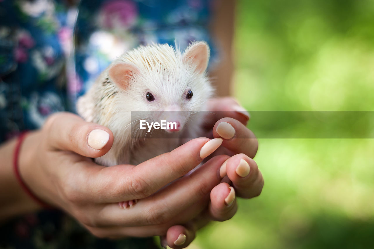 Hedgehog in hand close-up, outdoors