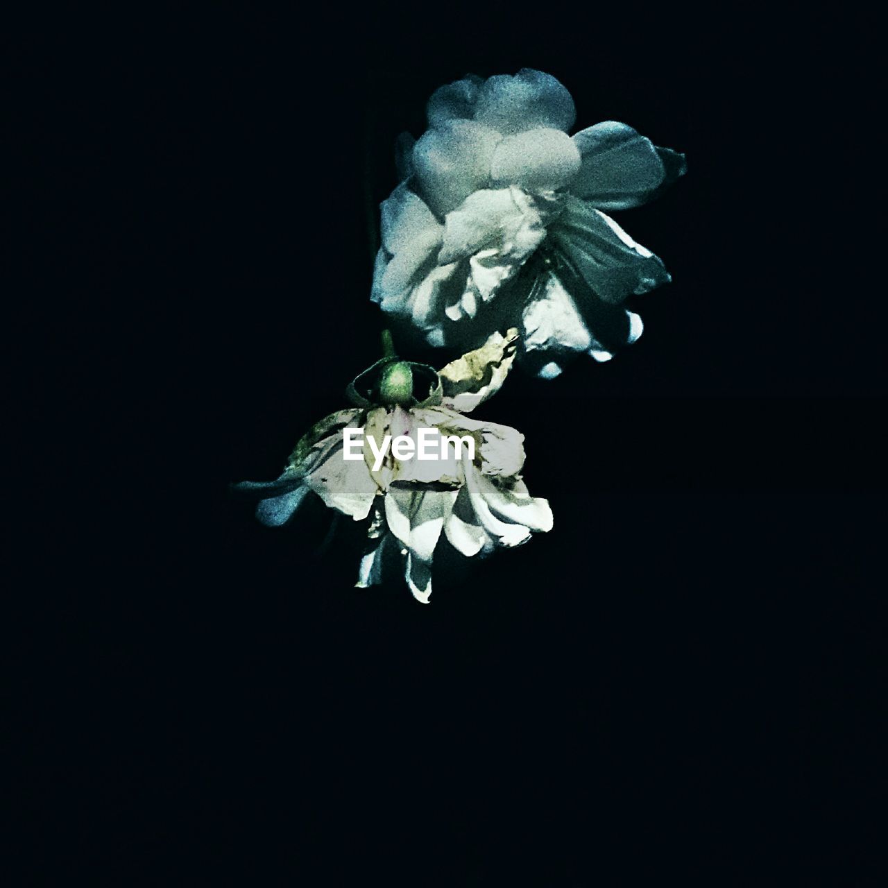 CLOSE-UP OF WHITE FLOWERS
