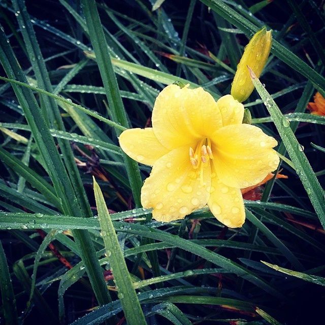 CLOSE-UP OF YELLOW FLOWERS BLOOMING