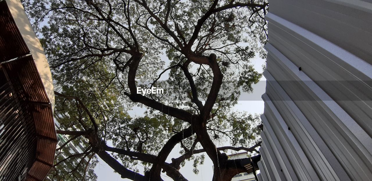 LOW ANGLE VIEW OF TREES AND BUILDINGS AGAINST CLEAR SKY