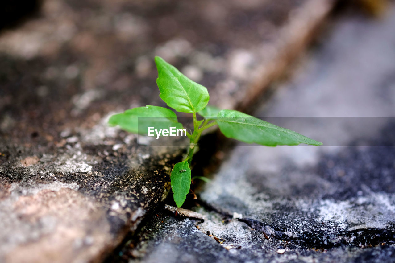 CLOSE-UP OF FALLEN LEAF GROWING OUTDOORS