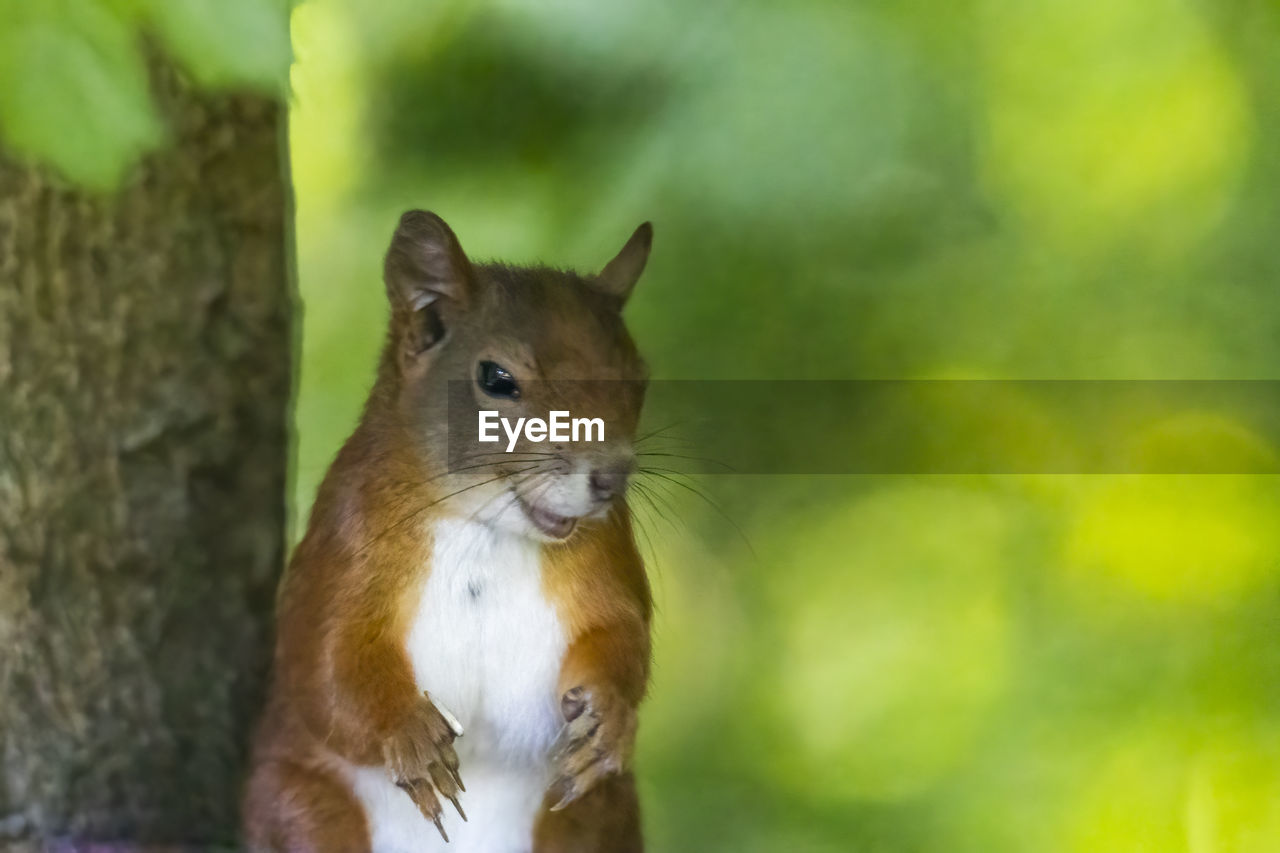 CLOSE-UP OF SQUIRREL